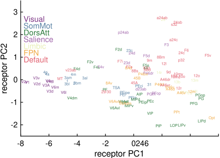 Cortical areas represented in receptor space